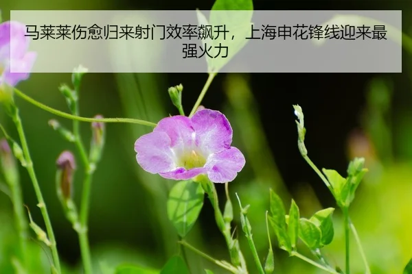 ma-lai-lai-shang-yu-gui-lai-she-men-xiao-lv-biao-sheng-shang-hai-shen-hua-feng-xian-ying-lai-zui-qiang-huo-li-3-534.jpg