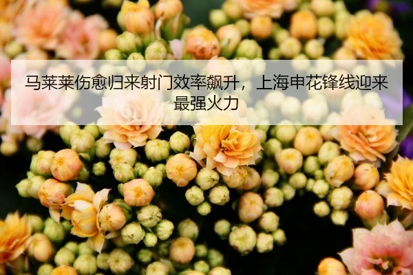 马莱莱伤愈归来射门效率飙升，上海申花锋线迎来最强火力