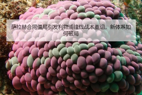 sa-la-he-he-tong-jiang-ju-yin-fa-li-wu-pu-feng-xian-zhan-shu-chong-zu-xin-ti-xi-ru-he-po-ju-2-990.jpg